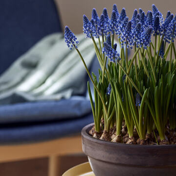 perleblomst-muscari-i-potte